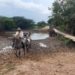 Incomunicados: Campesinos de la vereda Los Caballos sin puente para sacar sus productos