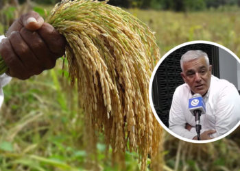 «El gremio de arroceros está desprotegido por  las políticas del municipio e incluso del departamento»