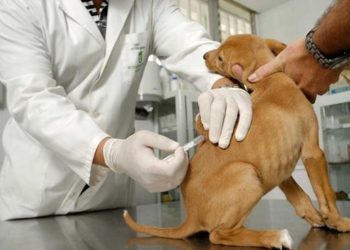 Denuncian irregularidades en procedimientos veterinarios a mascotas en un establecimiento de Arauca
