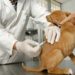 Denuncian irregularidades en procedimientos veterinarios a mascotas en un establecimiento de Arauca