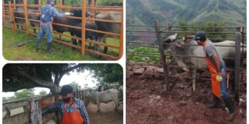 Este lunes, los ganaderos del país inician la vacunación contra la fiebre aftosa