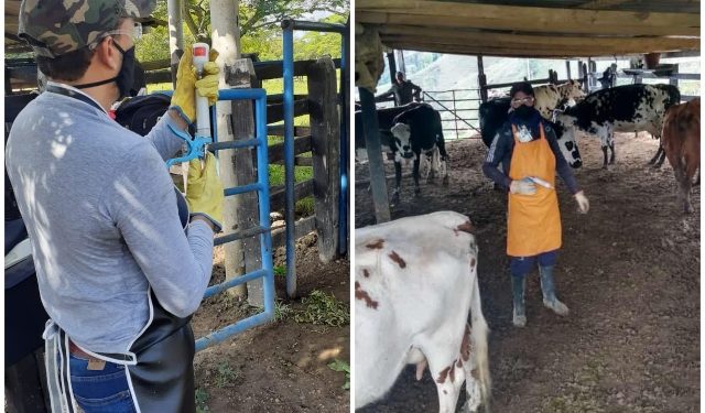 Se aplaza el inicio del ciclo de vacunación contra la fiebre aftosa en el país