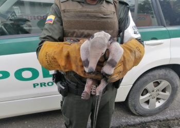 Oso melero, especie en vía de extinción es rescatado en el barrio Primero de Enero en Arauca