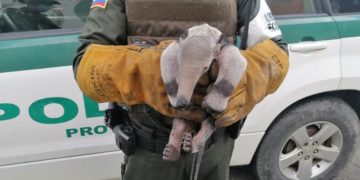 Oso melero, especie en vía de extinción es rescatado en el barrio Primero de Enero en Arauca