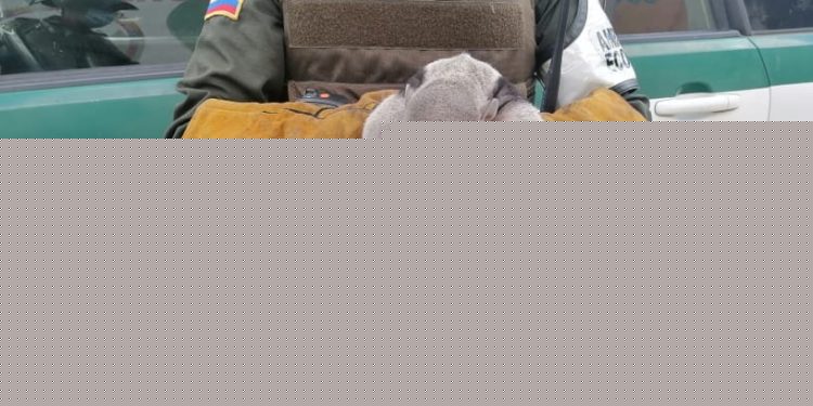Oso melero, especie en vía de extinción es rescatado en el barrio Primero de Enero en Arauca