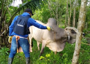 “Arauca y Casanare ocupan el primero y segundo lugar en vacunación contra brucelosis del país”: Fedegan-FNG