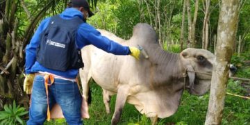 “Arauca y Casanare ocupan el primero y segundo lugar en vacunación contra brucelosis del país”: Fedegan-FNG