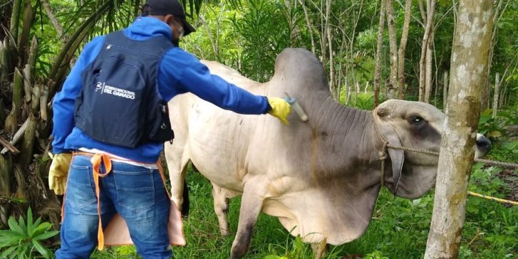“Arauca y Casanare ocupan el primero y segundo lugar en vacunación contra brucelosis del país”: Fedegan-FNG