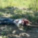 Hombre fue asesinado a orillas del río Arauca en Saravena