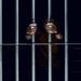 Dos indígenas fueron sentenciados a 44 años de prisión por el delito de homicidio en Tame