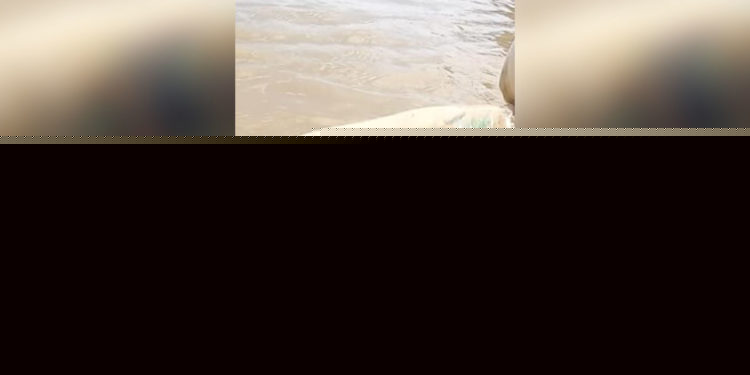 Hallaron dos cuerpos sin vida en el sector de Isla Guárico sobre el río Arauca