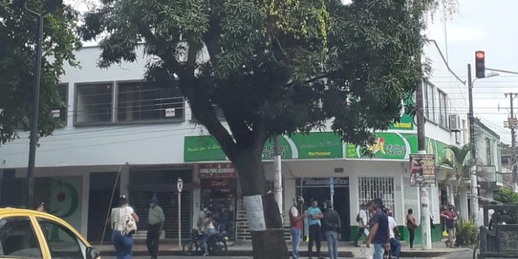 La ‘Tiña’ o ‘Pajarita’, el parásito que está acabando con los árboles en Arauca