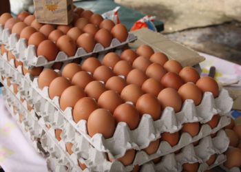 «A Arauca está ingresando huevo que proviene del Ecuador»