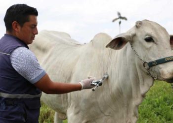 El 2 de noviembre inicia el segundo ciclo de vacunación contra fiebre aftosa, brucelosis bovina y rabia de origen silvestre