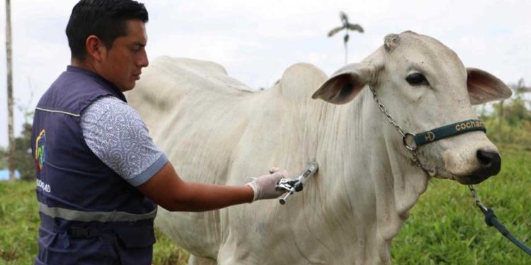 El 2 de noviembre inicia el segundo ciclo de vacunación contra fiebre aftosa, brucelosis bovina y rabia de origen silvestre