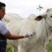 El 2 de noviembre inicia el segundo ciclo de vacunación contra fiebre aftosa, brucelosis bovina y rabia de origen silvestre