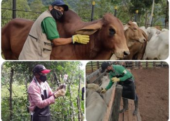 Segundo ciclo de vacunación ha inmunizado 2,3 millones de animales contra fiebre aftosa en el país
