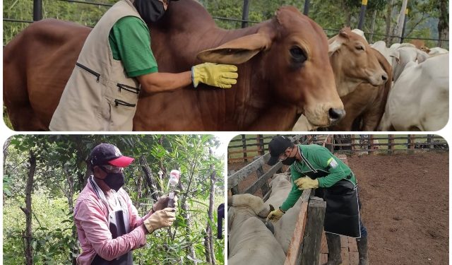 Segundo ciclo de vacunación ha inmunizado 2,3 millones de animales contra fiebre aftosa en el país
