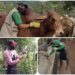 Segundo ciclo de vacunación ha inmunizado 2,3 millones de animales contra fiebre aftosa en el país