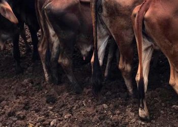 Autoridades desarrollan operativos contra el contrabando en veredas del municipio de Arauca