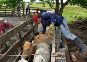 Arauca ha vacunado el 78% de su hato contra aftosa