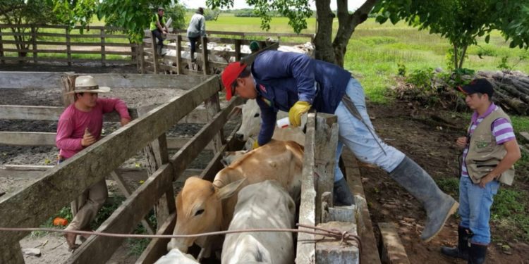 Arauca ha vacunado el 78% de su hato contra aftosa