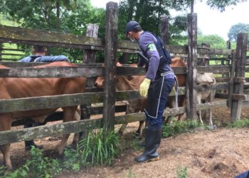 Colombia aumentó la cobertura y vacunó contra aftosa el 98,7 % del hato bovino y bufalino del país