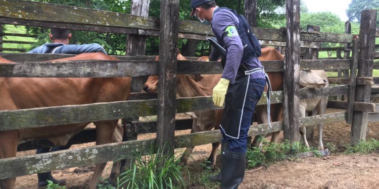 Colombia aumentó la cobertura y vacunó contra aftosa el 98,7 % del hato bovino y bufalino del país