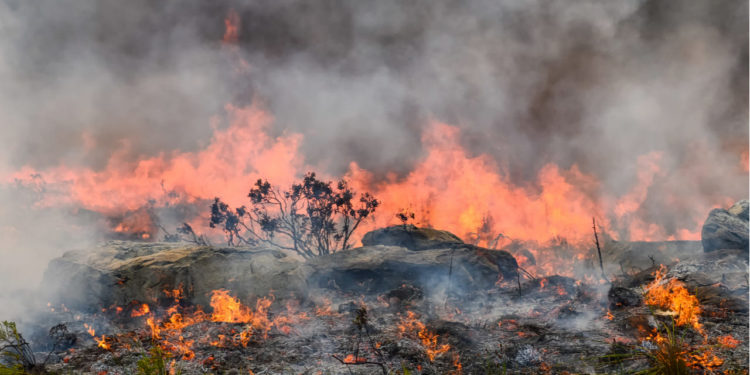 Alerta roja en el departamento de Arauca por riesgo de incendios forestales, según el IDEAM