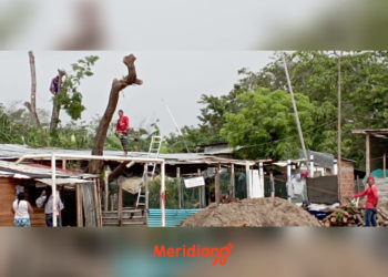 Denuncian tala ilegal de árboles en el sector de Los Güires en Arauca