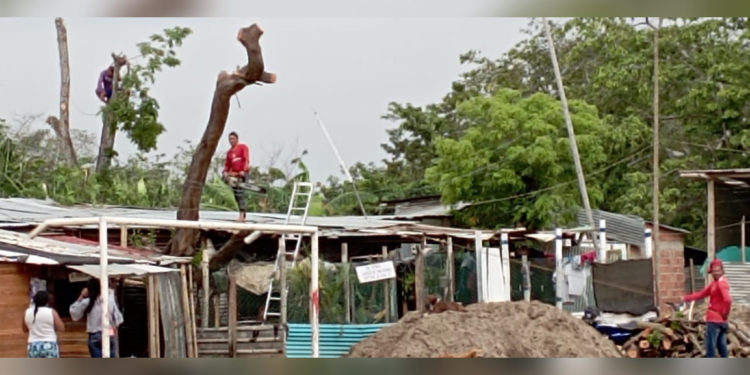 Denuncian tala ilegal de árboles en el sector de Los Güires en Arauca