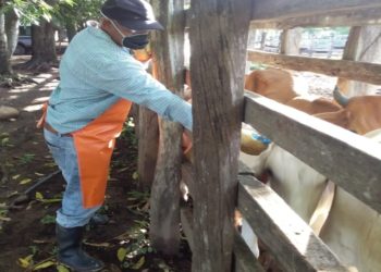 Continúa ciclo de vacunación contra aftosa en la frontera con Venezuela