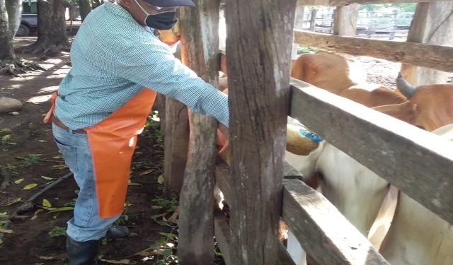 Continúa ciclo de vacunación contra aftosa en la frontera con Venezuela