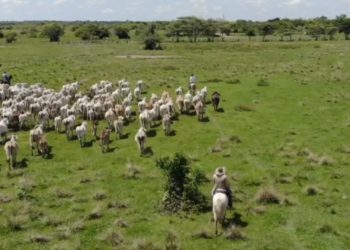 Gobernadora de Arauca tiene la oportunidad de echar a andar las ‘Alianzas Productivas’. Asociaciones esperan los recursos