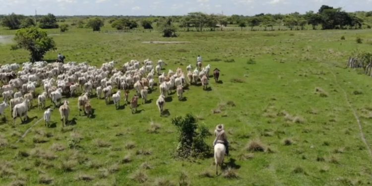 Gobernadora de Arauca tiene la oportunidad de echar a andar las ‘Alianzas Productivas’. Asociaciones esperan los recursos