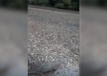 ¿Por qué la mortandad de peces en una laguna de Cravo Norte?