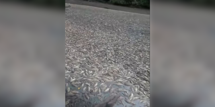 ¿Por qué la mortandad de peces en una laguna de Cravo Norte?