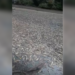 ¿Por qué la mortandad de peces en una laguna de Cravo Norte?