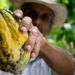 Día del Campesino: Hoy 2 de junio se exalta la labor del campo colombiano