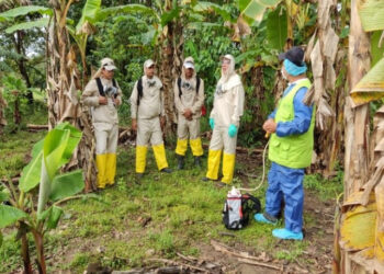 Cultivos de plátano y banano en Arauca, con alta condición fitosanitaria y productivos