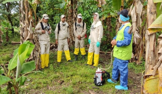 Cultivos de plátano y banano en Arauca, con alta condición fitosanitaria y productivos