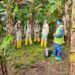 Cultivos de plátano y banano en Arauca, con alta condición fitosanitaria y productivos