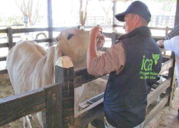 Arauca avanza en la prevención, control y erradicación de la tuberculosis bovina