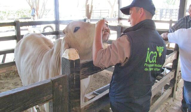 Arauca avanza en la prevención, control y erradicación de la tuberculosis bovina