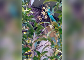 Ataque de abejas género pánico en un barrio de Arauca