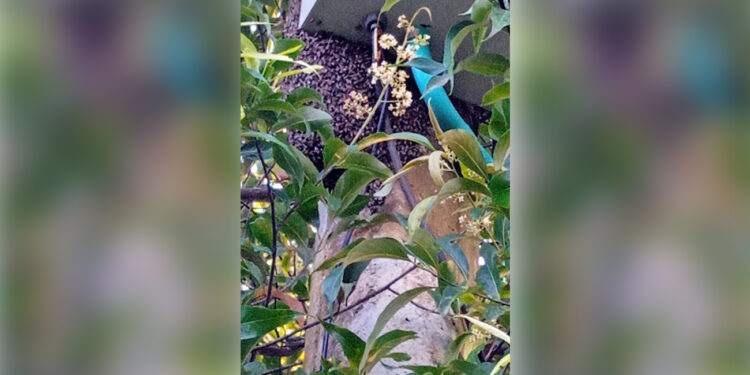 Ataque de abejas género pánico en un barrio de Arauca