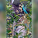 Ataque de abejas género pánico en un barrio de Arauca