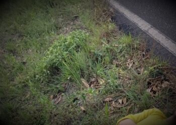 Hombre fue hallado muerto sobre la carretera entre Arauquita – Fortul
