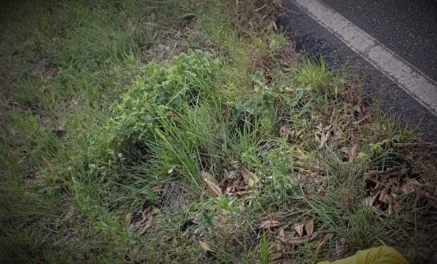 Hombre fue hallado muerto sobre la carretera entre Arauquita – Fortul