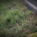 Hombre fue hallado muerto sobre la carretera entre Arauquita – Fortul